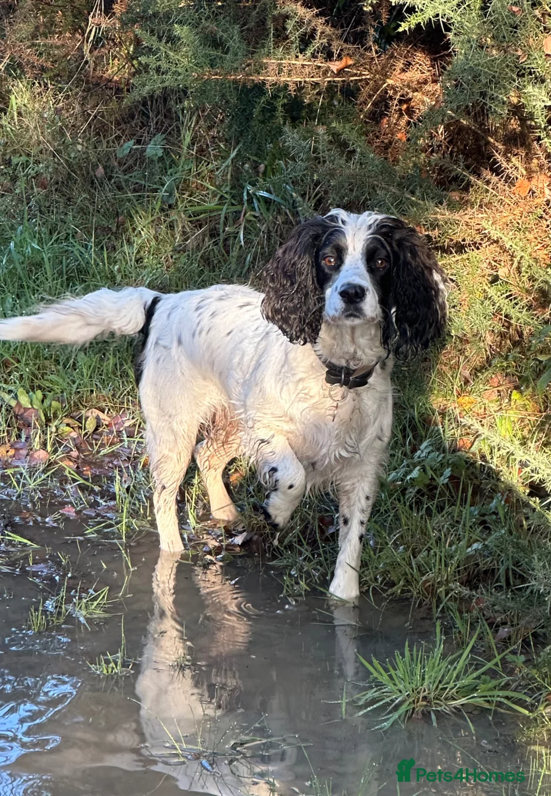 Cocker Spaniel dogs for sale: Cocker Spaniel Puppies - Advert 2