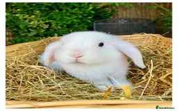Mini Lop rabbits for sale: Pure bred mini lops - Image 5