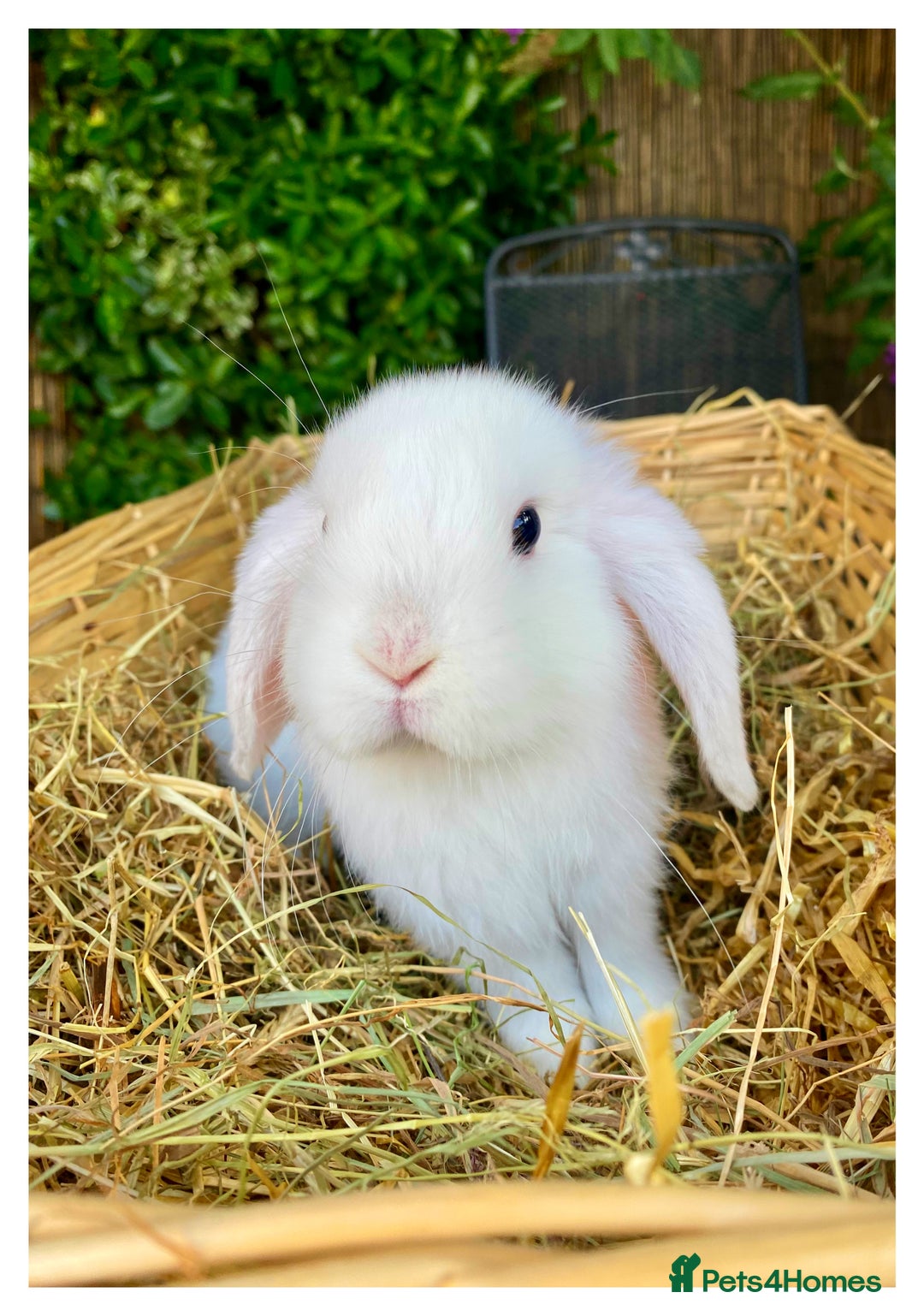 Mini Lop rabbits for sale: Pure bred mini lops - Image 5