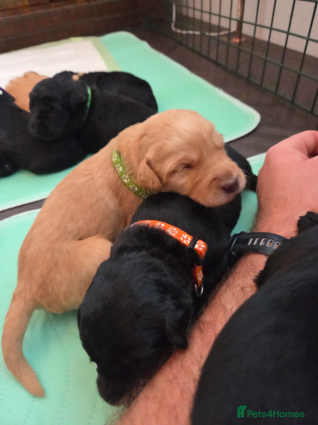 Labradoodle dogs for sale: Labrodoodle Puppies - Advert 12