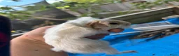Guinea Pig rodents for sale: Long haired fluffy PeruvianSilkie guineapig babies - Advert 26