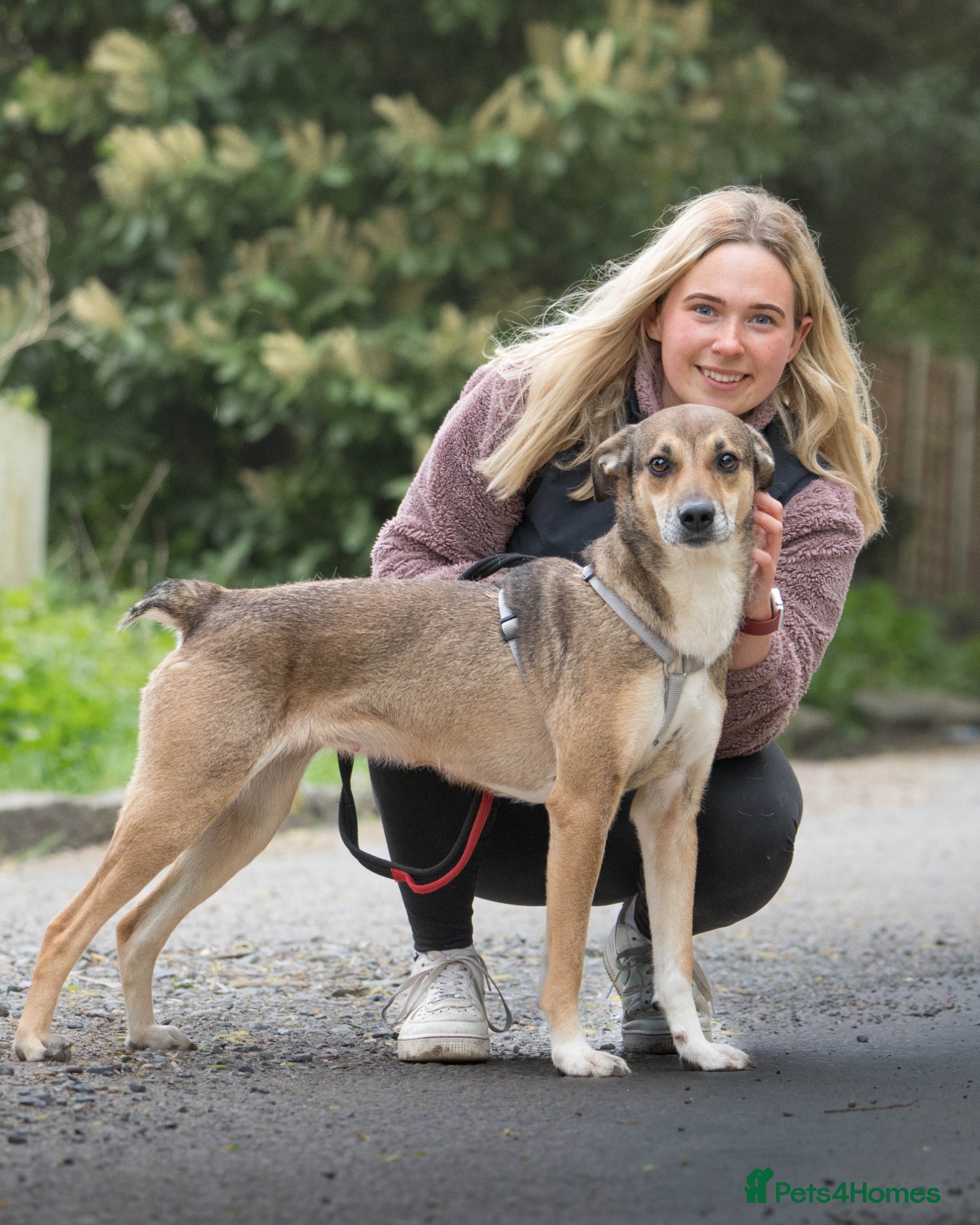 Mixed Breed dogs Little Nellie needs her home - Advert 18