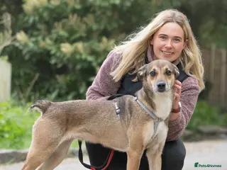 Mixed Breed dogs Little Nellie needs her home - Advert 18