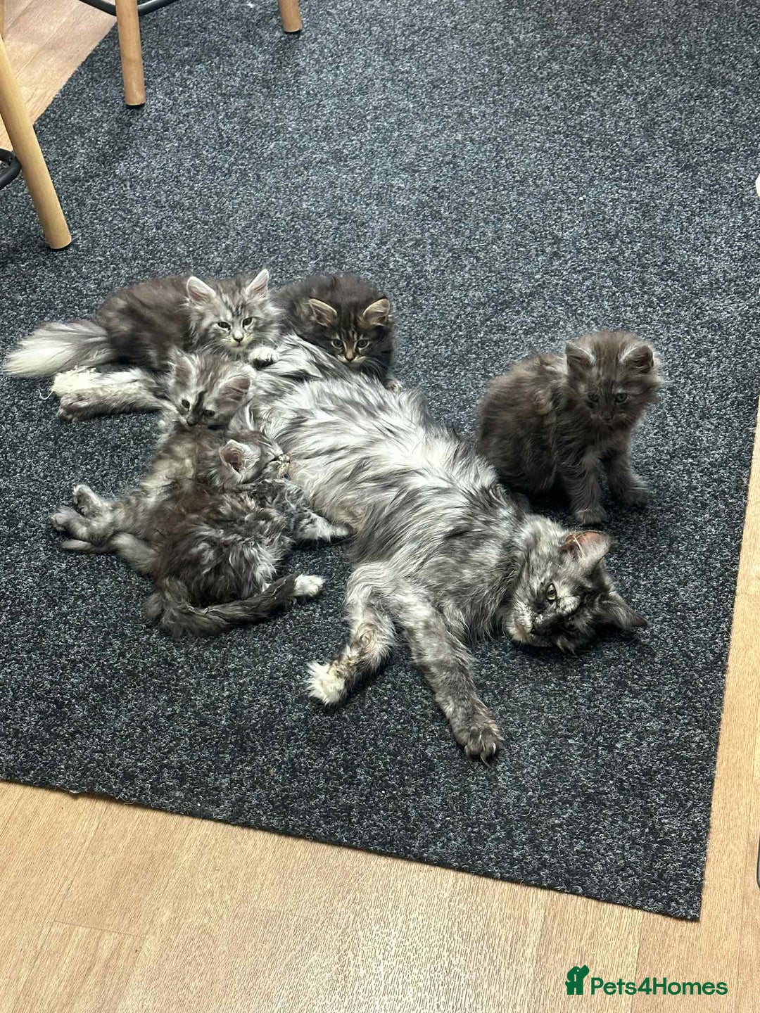 Maine Coon cats for sale: Maine coon kittens  - Image 25