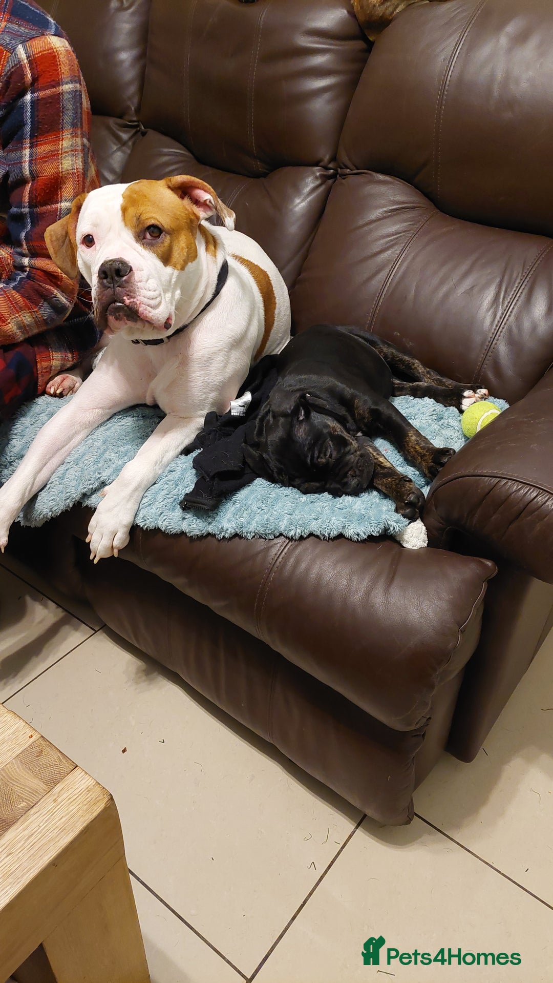 Mixed Breed dogs for sale: Cane Corso cross American bulldog puppy - Advert 10