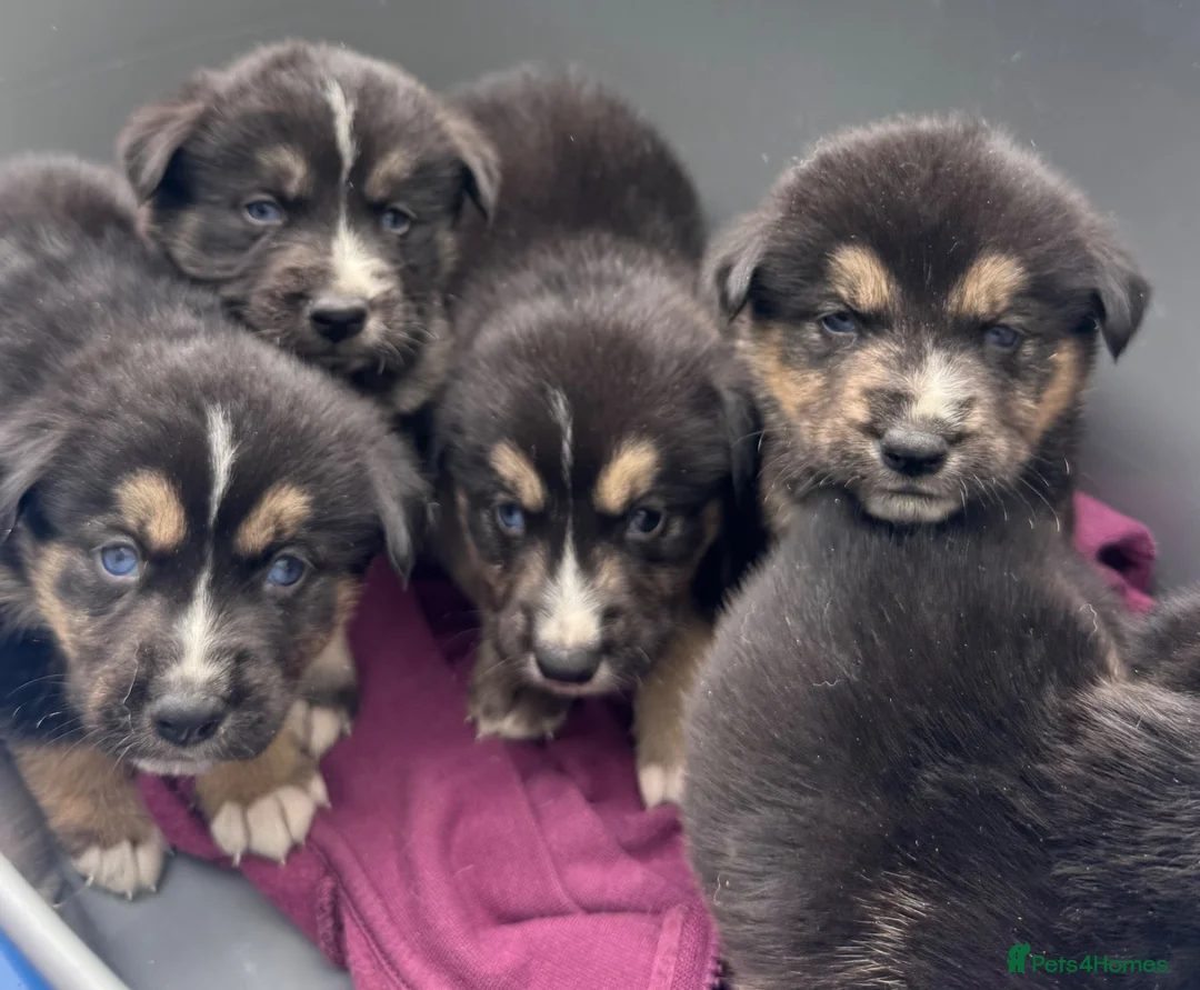 Mixed Breed dogs for sale: Stunning puppies  - Advert 1