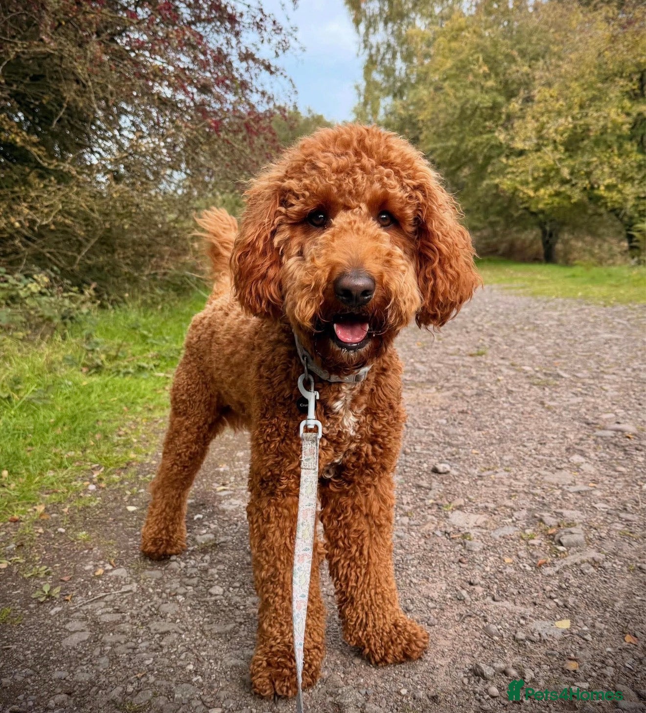 Goldendoodle dogs Available for stud  - Advert 1