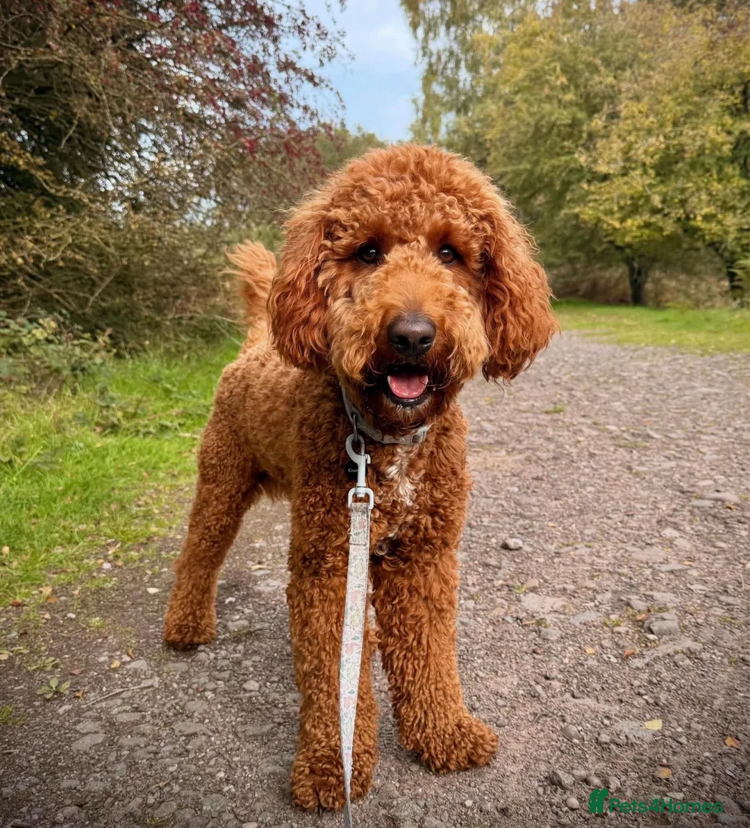 Goldendoodle dogs for stud: Available for stud  - Advert 1