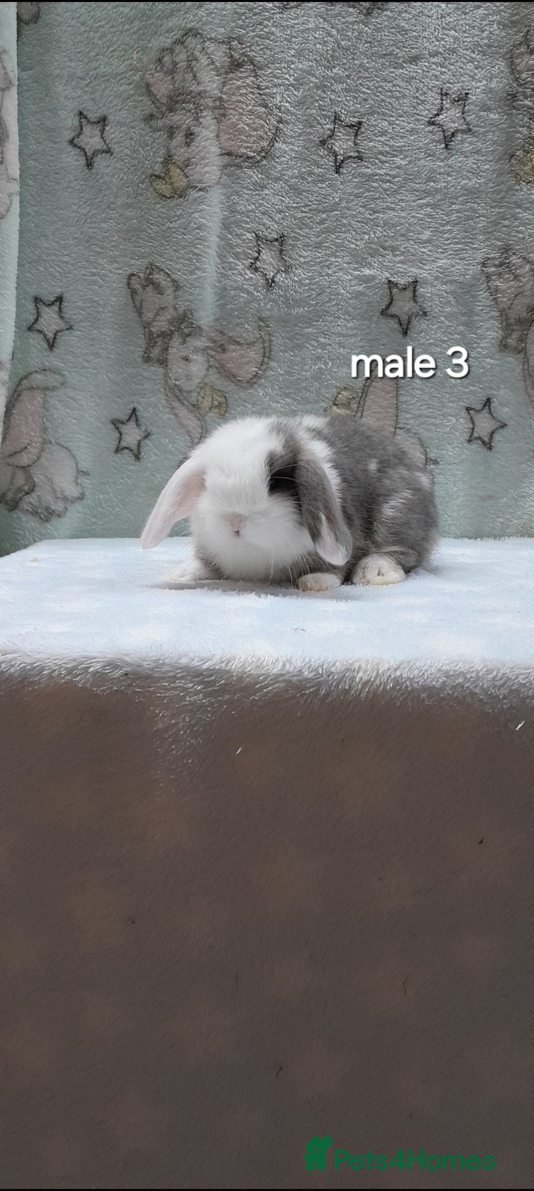 Mini Lop rabbits for sale: Purebred mini lops ready to reserve  - Advert 5