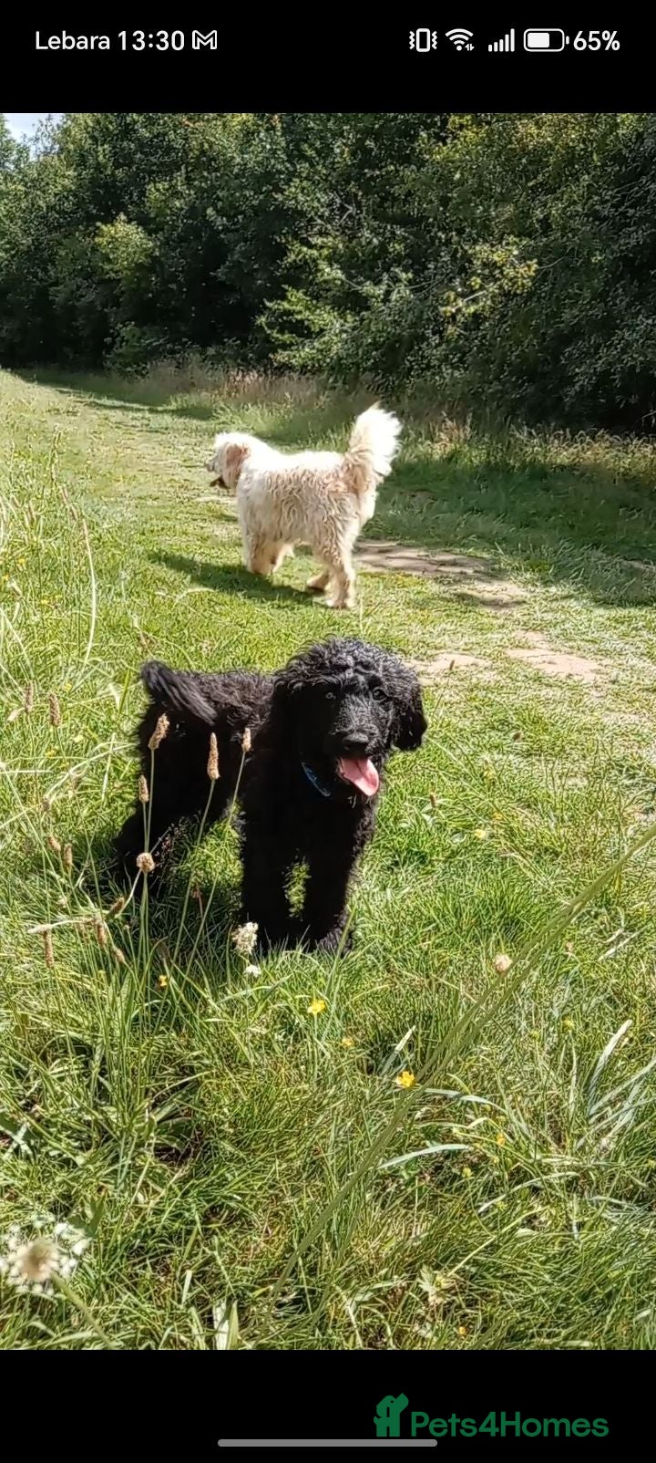 Mini Goldendoodle dogs Big REDUCTION Goldendoodles - Advert 1