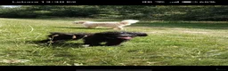 Mini Goldendoodle dogs for sale: Big REDUCTION Goldendoodles - Advert 7