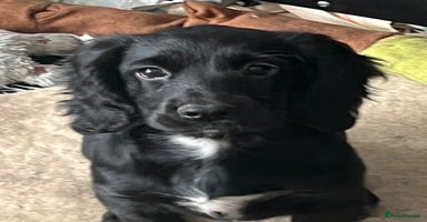 Cocker Spaniel dogs - Advert 3