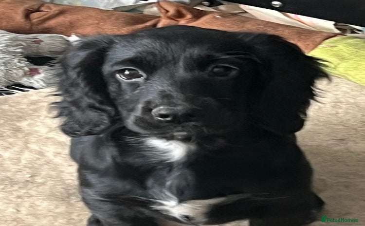 Cocker Spaniel dogs - Advert 5