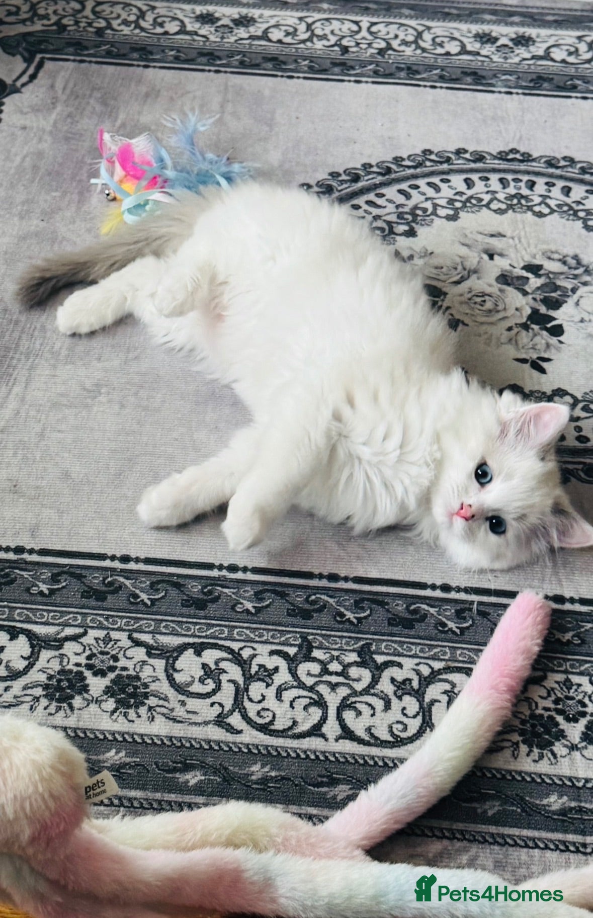 Ragdoll cats 😻100% Purebred Ragdoll Kittens😻 - Advert 2