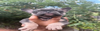 French Bulldog 2
