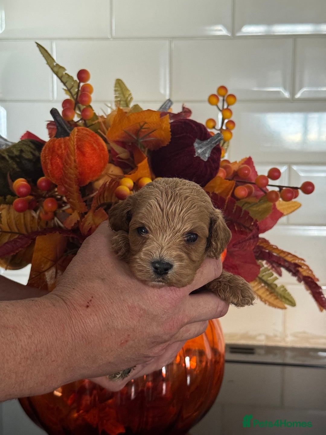 Bernese Mountain Dog dogs for sale: 2 kc reg girl Bernese mountain dog puppies  - Advert 4