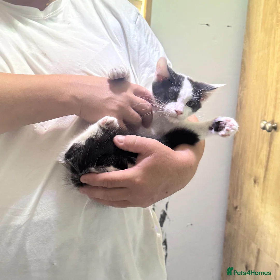 Mixed Breed cats for sale: Half Maine coon kittens  - Advert 9