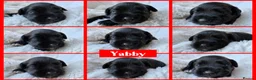 Miniature Schnauzer dogs for sale: BVA/MAC TESTED CLEAR - KC REG 2 BLACK GIRLS - Advert 12