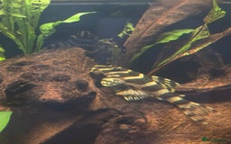 Plecos fish for sale: Juvenile/Sub adult Leopard frog plecos L134 - Image 1