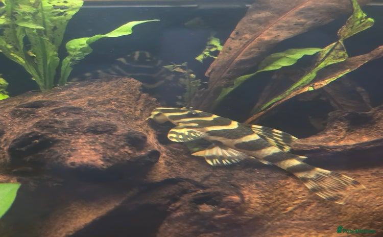 Plecos fish - Advert 1