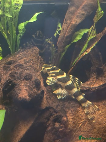 Plecos fish - Advert 1