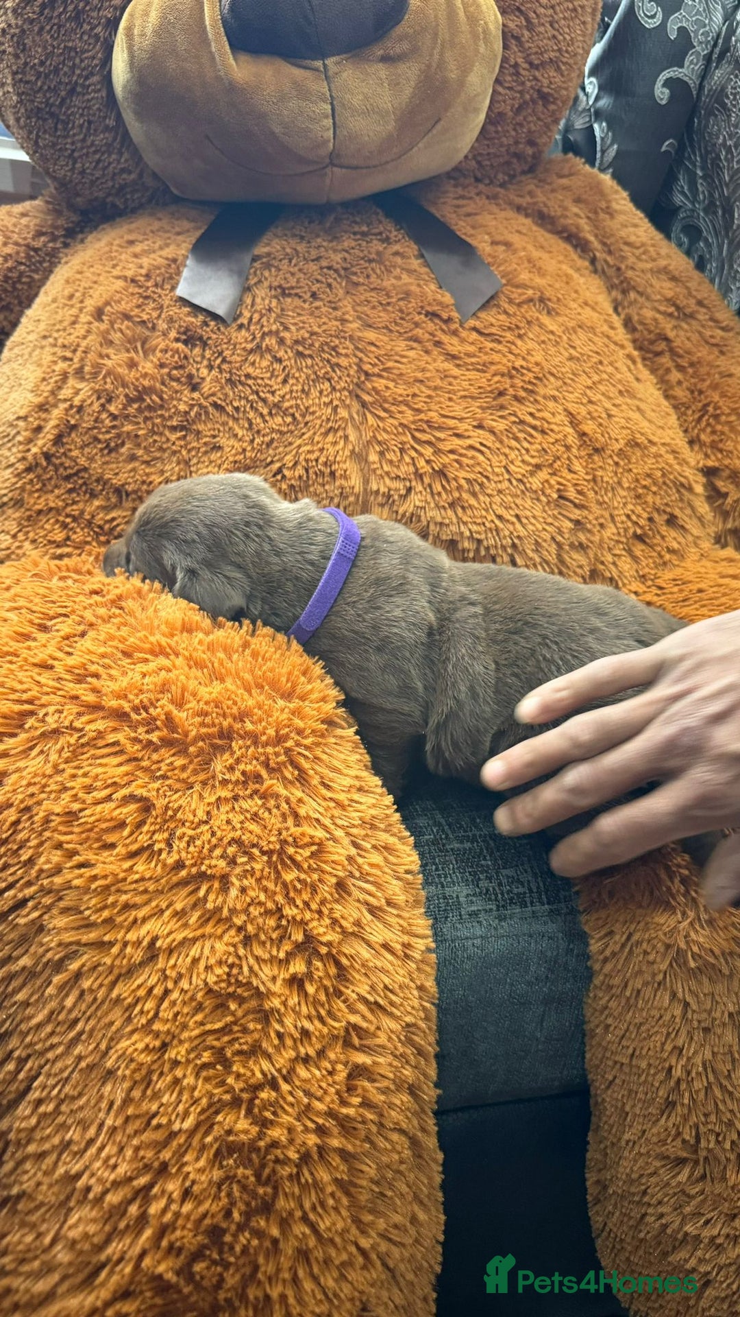 Labrador Retriever dogs for sale: beautyfull pedigree labrador - Image 14