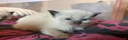 Mixed Breed cats for sale: Ragdoll x Maine coon kittens - Advert 1