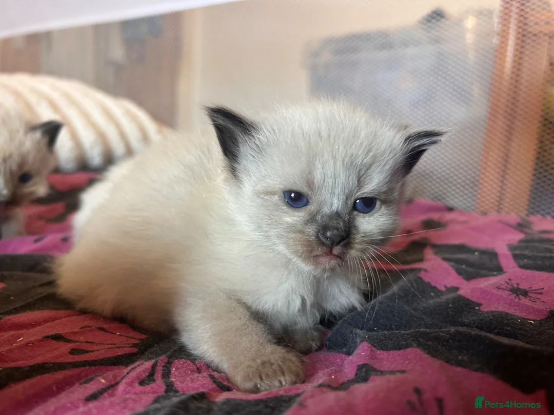 Mixed Breed cats for sale: Ragdoll x Maine coon kittens - Advert 1