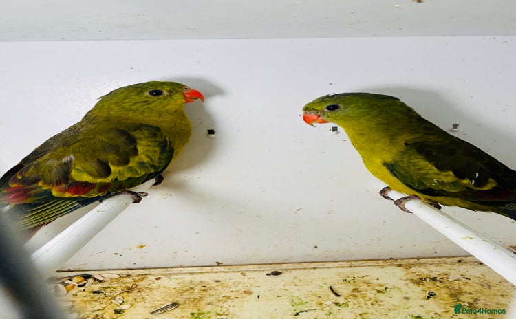 Parakeets birds - Advert 1