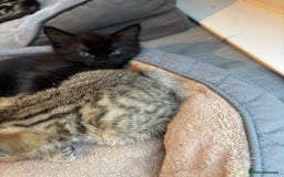 Mixed Breed cats for sale: Mix breed beautiful kittens - Image 20