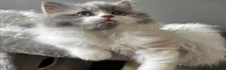 British Shorthair cats for sale: **GCCF British Shorthair / Longhair Kittens** - Advert 6