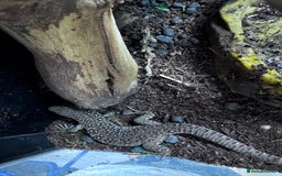 Gecko reptiles for sale: Lizards for sale - lots to choose from  in Nottingham - Image 21