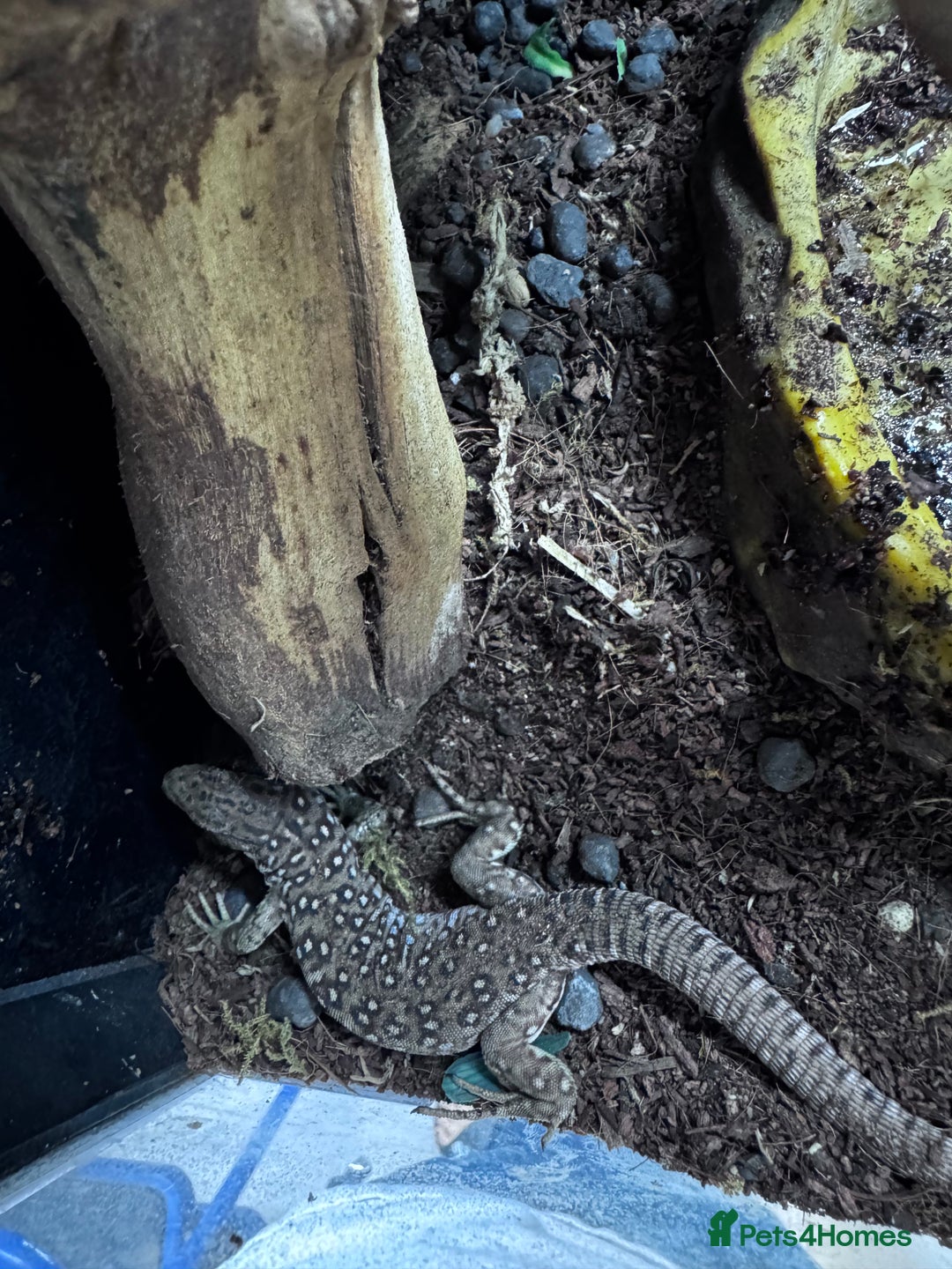 Gecko reptiles for sale: Lizards for sale - lots to choose from  in Nottingham - Image 21