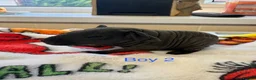 Guinea Pig rodents for sale: Super friendly skinny pig babies - Advert 5