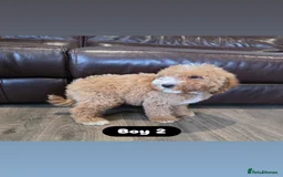 Cockapoo dogs for sale: Adorable Cockapoo pups 🦴🐾 - Image 15