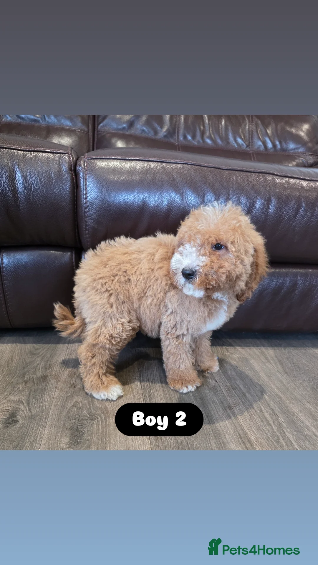 Cockapoo dogs for sale: Adorable Cockapoo pups 🦴🐾 - Image 15