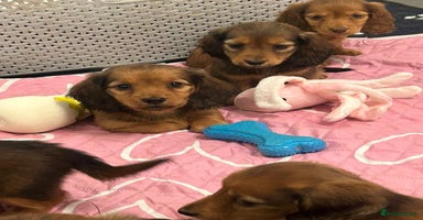 Miniature Dachshund dogs - Advert 4