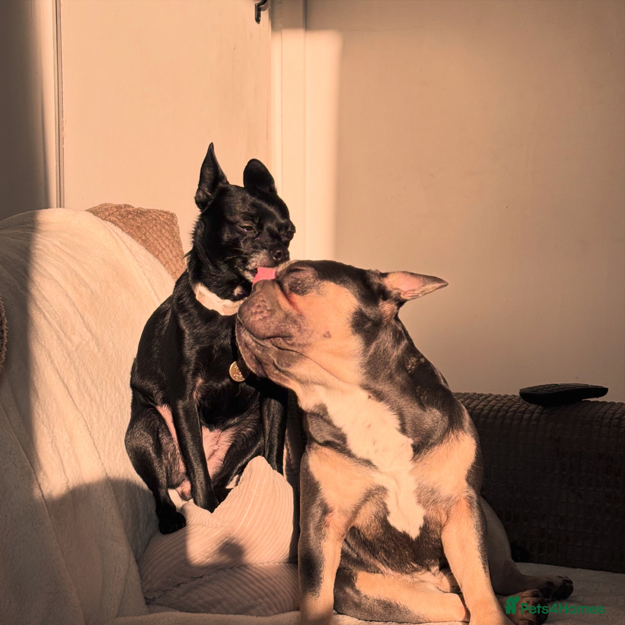 Mixed Breed dogs Pomston x Frenchie pups - Advert 1