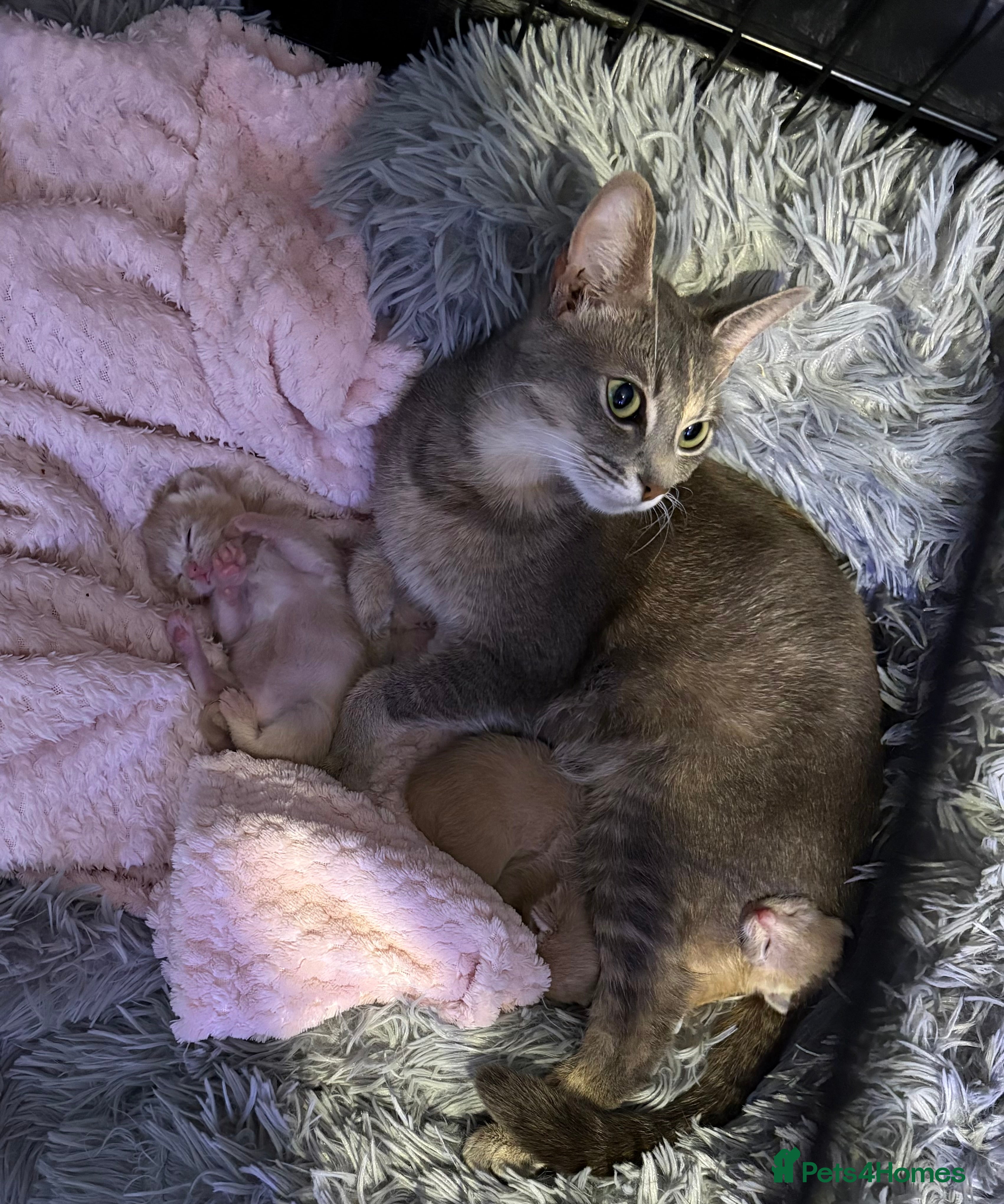 Mixed Breed cats Kitten’s For Sale - Advert 1