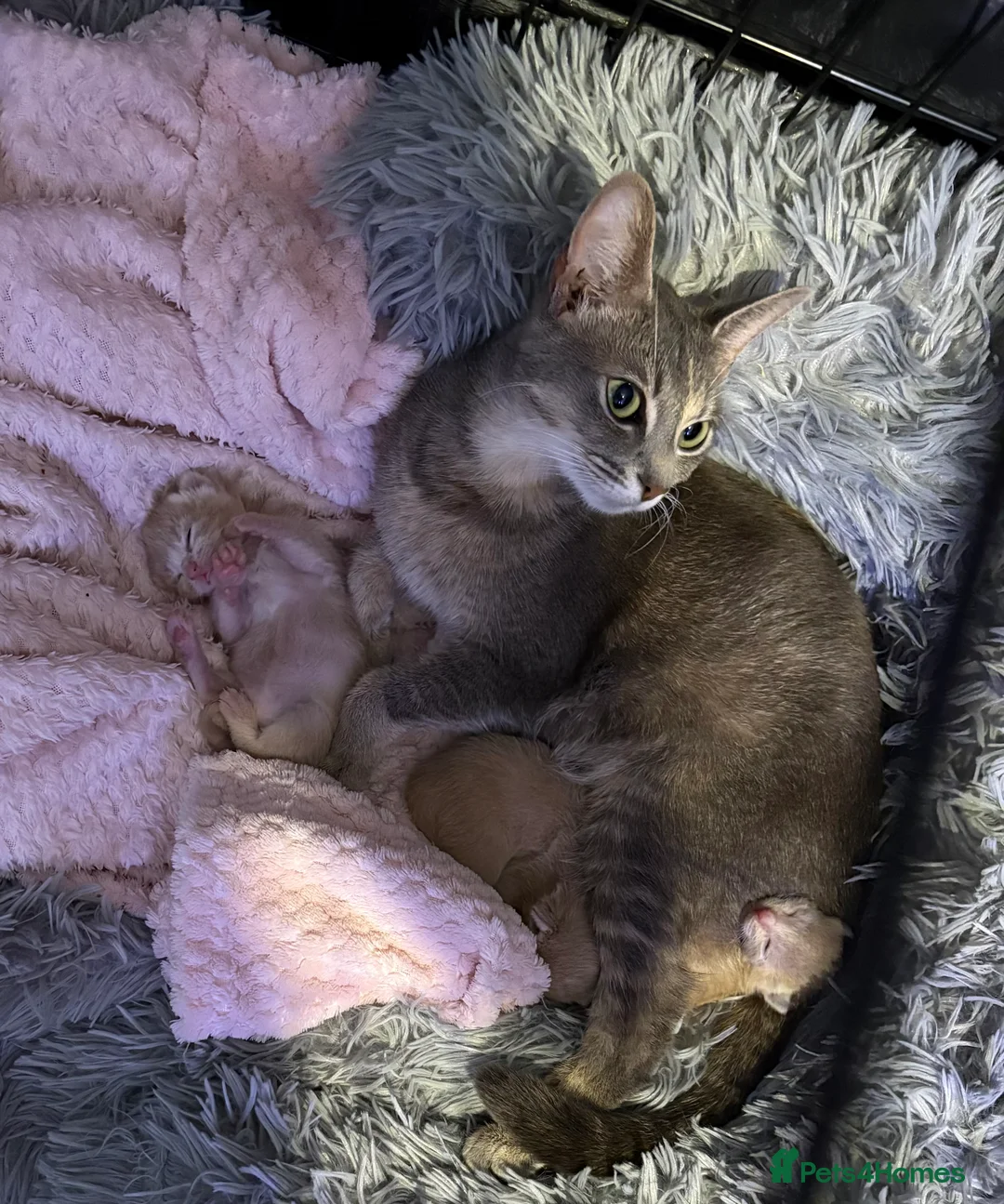 Mixed Breed cats for sale: Kitten’s For Sale - Advert 1