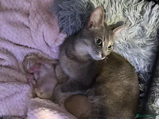 Mixed Breed cats Kitten’s For Sale - Advert 1