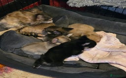 Chihuahua dogs for sale: Stunning long haired chihuahuas - Image 7