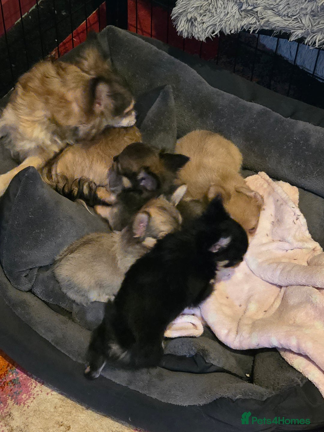 Chihuahua dogs for sale: Stunning long haired chihuahuas - Image 7