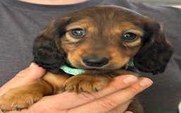 Miniature Dachshund dogs for sale: Miniature dachshund puppies  - Image 2