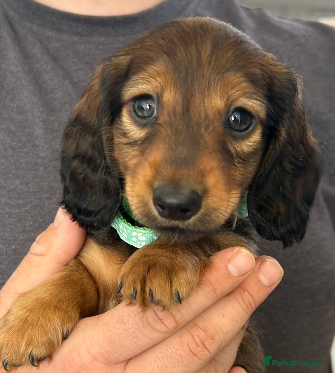 Miniature Dachshund dogs for sale: Miniature dachshund puppies  - Image 2
