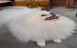 Pomeranian dogs for sale: KC Reg show quality Poms, 5 🌟 homes Only - Image 3