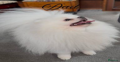 Pomeranian dogs - Advert 16