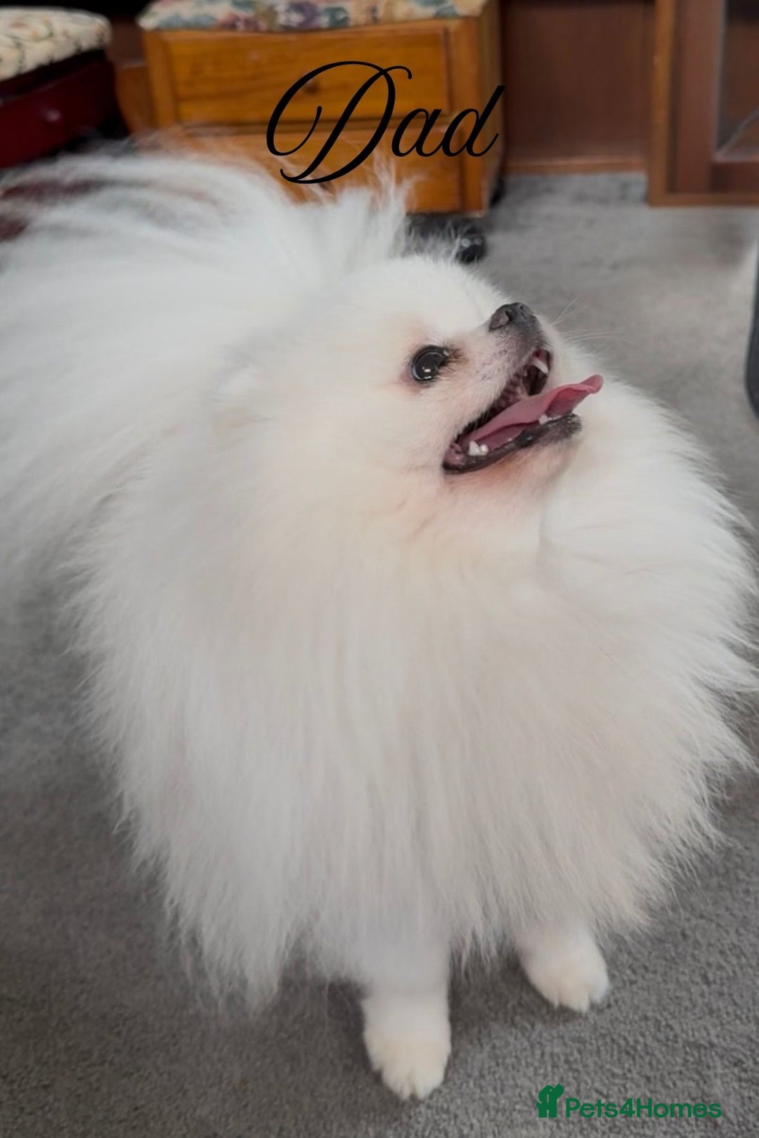 Pomeranian dogs for sale: KC Reg show quality Poms, 5 🌟 homes Only - Image 3