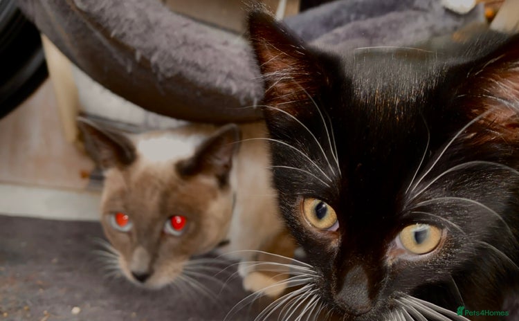 Mixed Breed cats Siamese mixed kittens - Advert 6