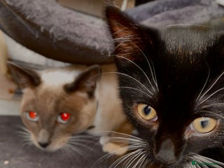 Mixed Breed cats Siamese mixed kittens - Advert 1